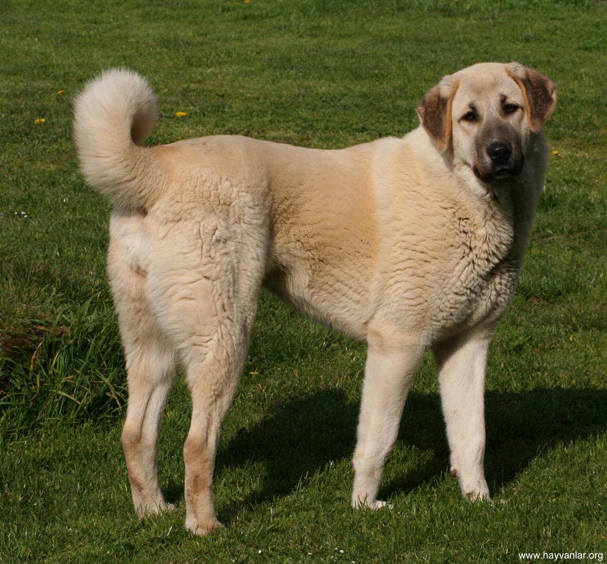 A large white dog with a black muzzle, brown ears, and a curly tail