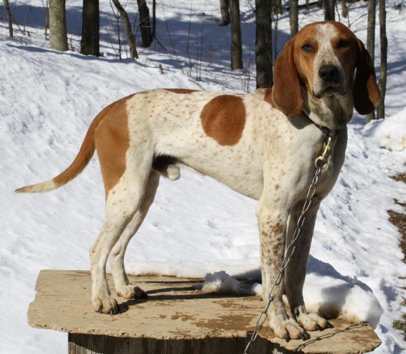A large dog with brown patches and brown speckles