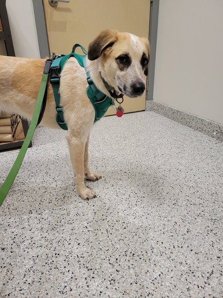 dog looking wary at the vet