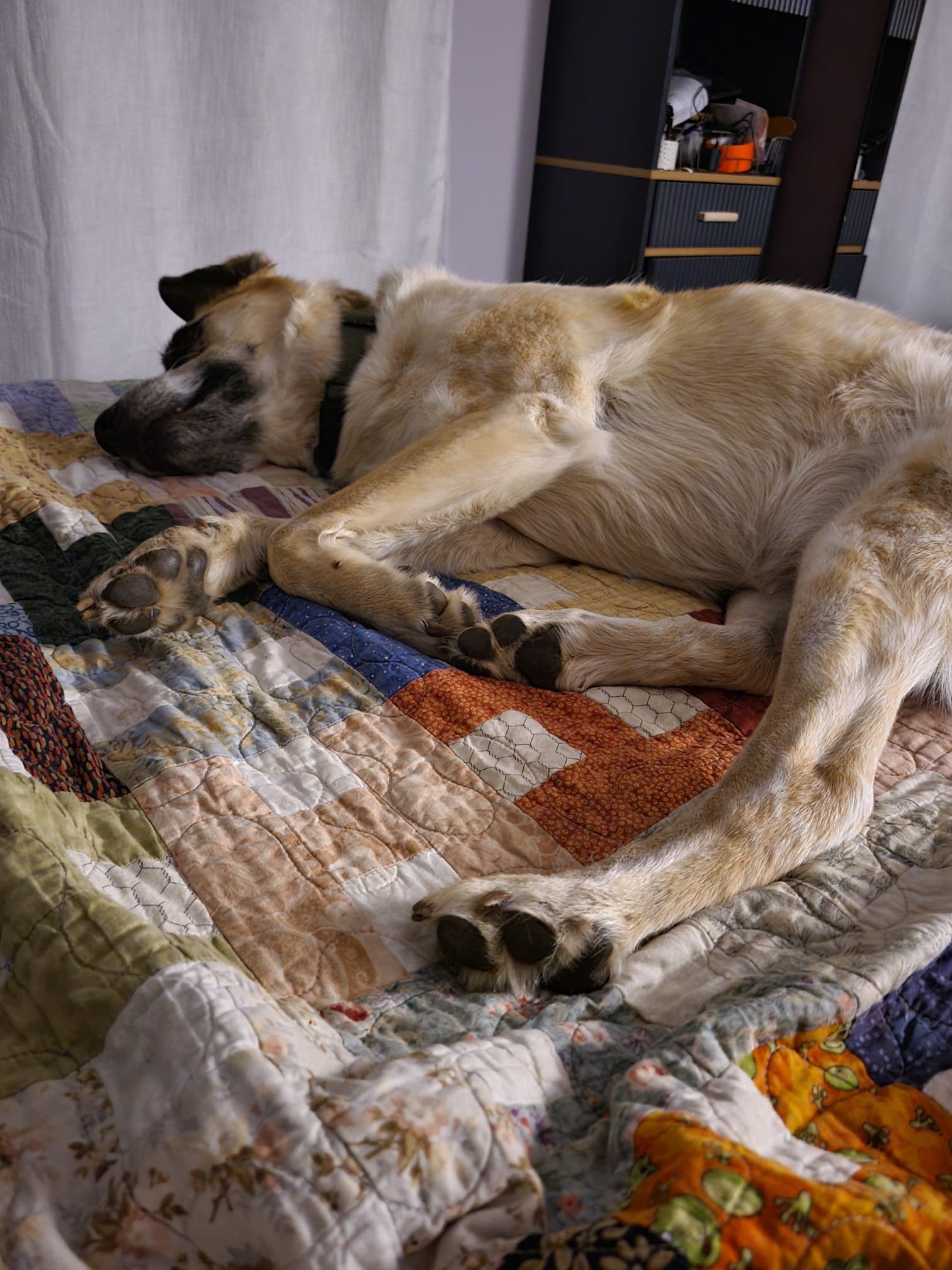 dog sleeping on a quilted bed