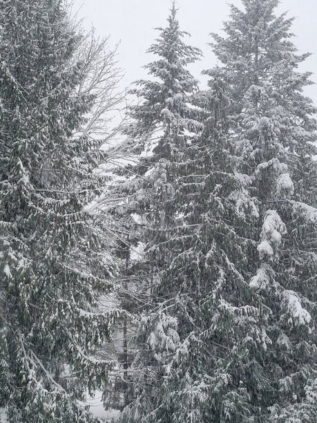 snowy trees